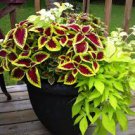 Janpanese Coleus Blumei Seeds Fire Red Herb Leaves with Light Green 100 Seeds