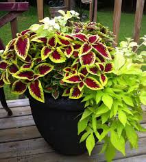 Janpanese Coleus Blumei Seeds Fire Red Herb Leaves with Light Green 100 Seeds