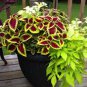 Janpanese Coleus Blumei Seeds Fire Red Herb Leaves with Light Green 100 Seeds