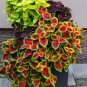 Janpanese Coleus Blumei Seeds Fire Red Herb Leaves with Light Green 100 Seeds