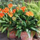 Mixed 8 Types of Clivia Seeds Indoor Ornamental Clivia Flowers Potted Plants 200 Seeds
