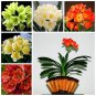 Mixed 8 Types of Clivia Seeds Indoor Ornamental Clivia Flowers Potted Plants 200 Seeds