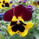 Wavy Viola Tricolor Pansy Flower Seeds Dark Purple with Yellow Petals 400 Seeds