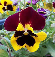 Wavy Viola Tricolor Pansy Flower Seeds Dark Purple with Yellow Petals 400 Seeds