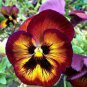 Wavy Viola Tricolor Pansy Flower Seeds Dark Purple with Yellow Petals 400 Seeds