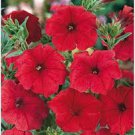 Hanging Petunia Seeds Fire Red Big Flowers 600 Seeds