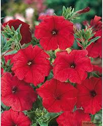 Hanging Petunia Seeds Fire Red Big Flowers 600 Seeds