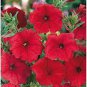 Hanging Petunia Seeds Fire Red Big Flowers 600 Seeds