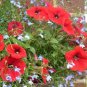 Hanging Petunia Seeds Fire Red Big Flowers 600 Seeds