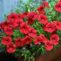 Hanging Petunia Seeds Fire Red Big Flowers 600 Seeds