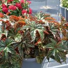 Mixed 4 Types Begonia Seeds Includin Fire Red, Green, White, Gray Red 240 Seeds