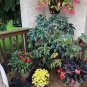 Mixed 4 Types Begonia Seeds Includin Fire Red, Green, White, Gray Red 240 Seeds