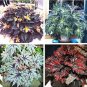 Mixed 4 Types Begonia Seeds Includin Fire Red, Green, White, Gray Red 240 Seeds