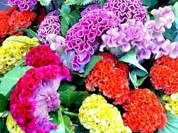 Dwarf Plumed Cockscomb Seeds Balcony Garden Annial Flowers 200 Seeds