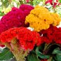 Dwarf Plumed Cockscomb Seeds Balcony Garden Annial Flowers 200 Seeds