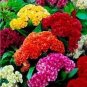 Dwarf Plumed Cockscomb Seeds Balcony Garden Annial Flowers 200 Seeds