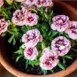 Colorful Carnations Seeds Dianthus Caryophyllus Cut Flowers 200 Seeds
