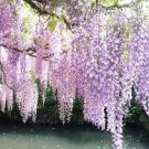 Mixed 6 Colors of Wisteria Plant Seeds Pink Purple White 20 Seeds
