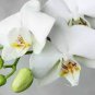 Tiger Phalaenopsis Orchid 400 Seeds