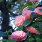 Camellia Flowers Potted Plants Home Garden Decorations Flower 20 Seeds