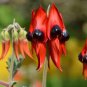 SWAINSONA formosa Seeds Sturt&acirc;��s Desert Pea 10 Seeds