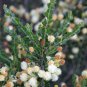 ACACIA orbifolia 10 Seeds
