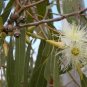 ACACIA orbifolia 10 Seeds