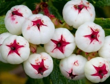 Gaultheria hispida Seeds Snowberry 10 Seeds
