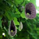 Aristolochia elegans 2 Seeds