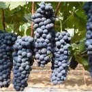 'Little Bee' Black Grape Fruit 200 Seeds