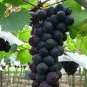 'Little Bee' Black Grape Fruit 200 Seeds