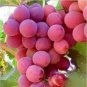 Pink Hongti Grape Organic 200 Seeds