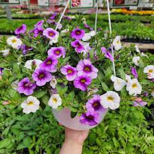 Mini Calibrchoa Million Bells Petunia 200 Seeds