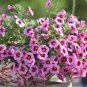 Mini Calibrchoa Million Bells Petunia 200 Seeds
