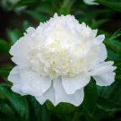 Peony Flowers Seeds White Damask with Light Blue Centre Double Flowers 40 Seeds