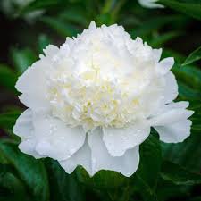 Peony Flowers Seeds White Damask with Light Blue Centre Double Flowers 40 Seeds