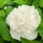 Peony Flowers Seeds White Damask with Light Blue Centre Double Flowers 40 Seeds
