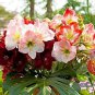 Mixed Amaryllis Seeds Red White Pinkish-White Mix Colors 200 Seeds