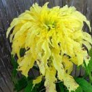 Amaranthus Tricolor Seeds (Bright Yellow Green) 400 Seeds