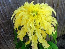 Amaranthus Tricolor Seeds (Bright Yellow Green) 400 Seeds