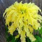 Amaranthus Tricolor Seeds (Bright Yellow Green) 400 Seeds