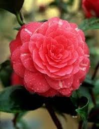 Camellia impatiens Seeds Dark Red Double Flowers 100 Seeds
