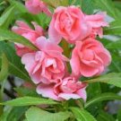 Impatiens balsamina Seeds Rose Red Double Flowers 100 Seeds