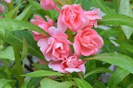 Impatiens balsamina Seeds Rose Red Double Flowers 100 Seeds