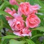 Impatiens balsamina Seeds Rose Red Double Flowers 100 Seeds