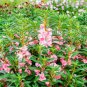 Impatiens balsamina Seeds Rose Red Double Flowers 100 Seeds