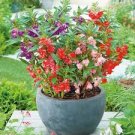 Impatiens balsamina Seeds Mixed Colors Single Petals 100 Seeds