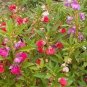 Impatiens balsamina Seeds Mixed Colors Single Petals 100 Seeds