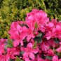 Dark Pink Azalea 40 Seeds