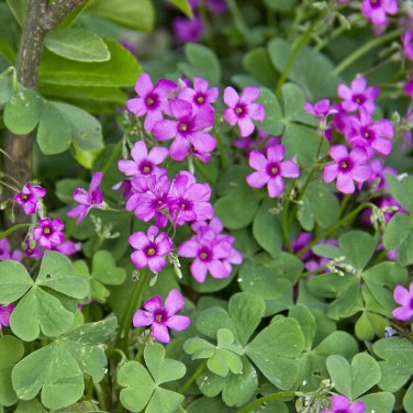 Purple Oxalis Seeds Wood Sorrel Flowers 200 Seeds